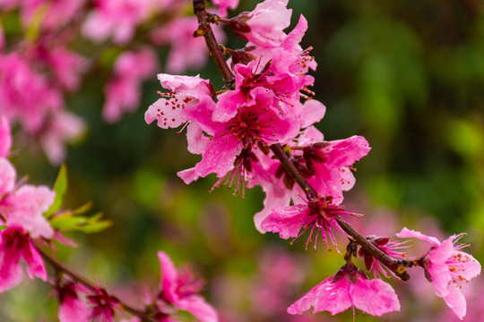 满树桃花