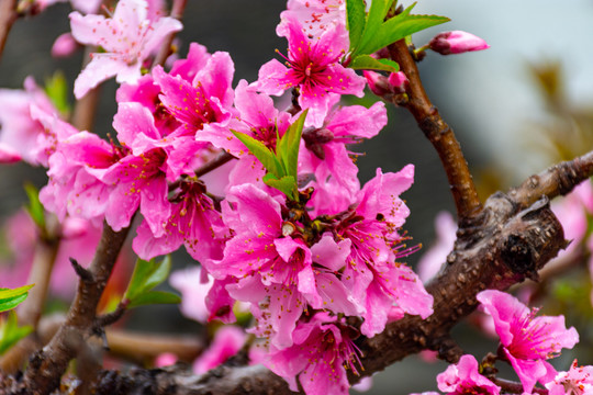 满树桃花