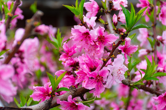 满树桃花