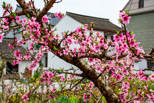 满树桃花