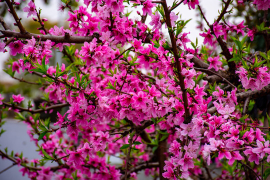 满树桃花