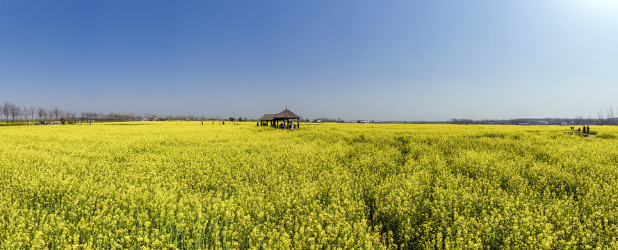 鸟瞰盛开的油菜花海全景大图