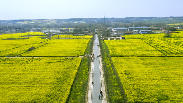 信阳新集村油菜花海