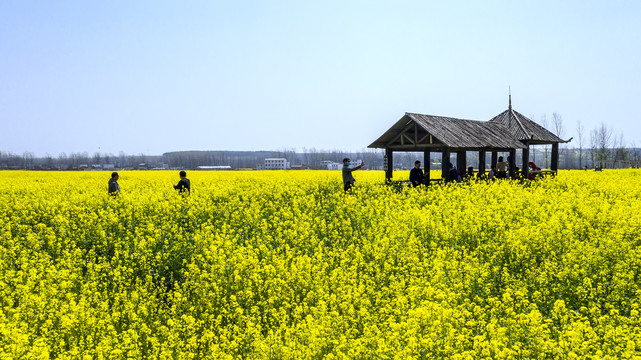 油菜花海