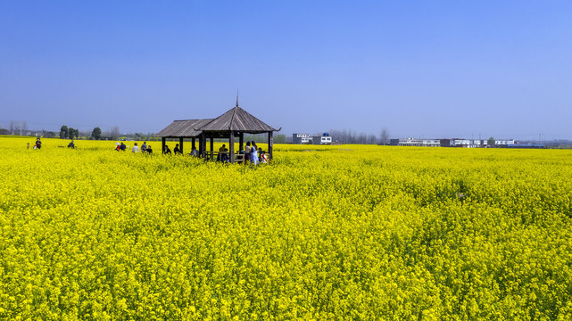 乡村油菜田园