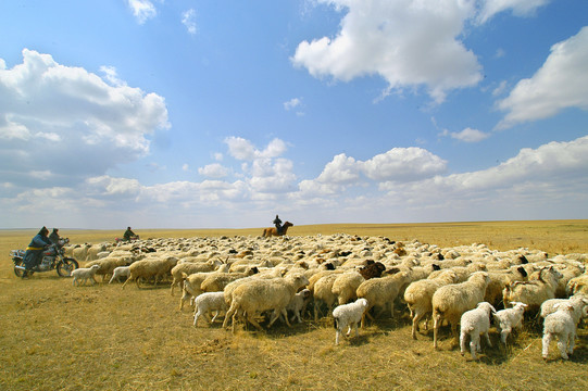 春季的羊群
