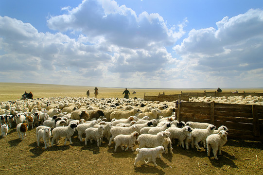 春季的羊群