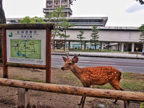 京都小鹿