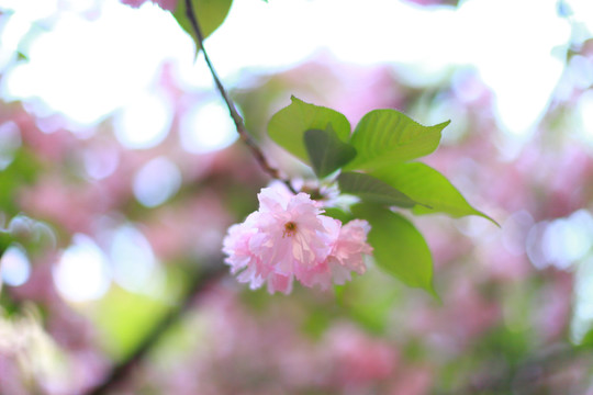 樱花