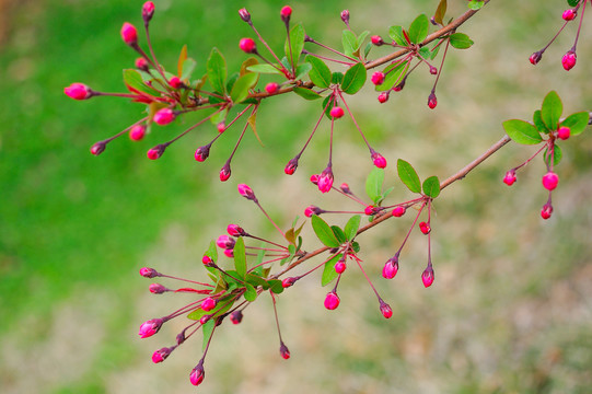 海棠花花蕾