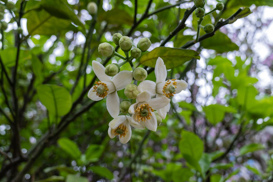 柚花