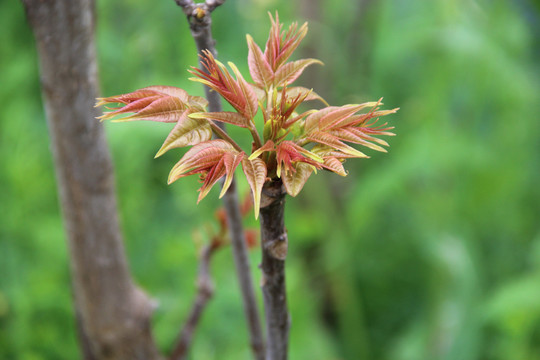 芽头香椿