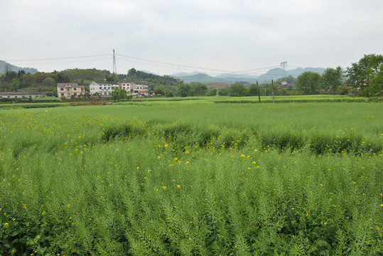 油菜地