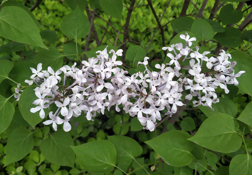 白色丁香花开素材