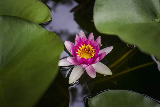 一朵精神饱满的莲花