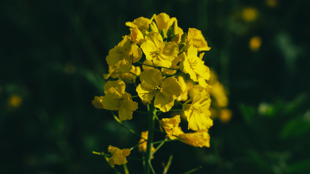 油菜花