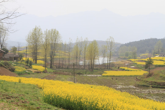 田野三