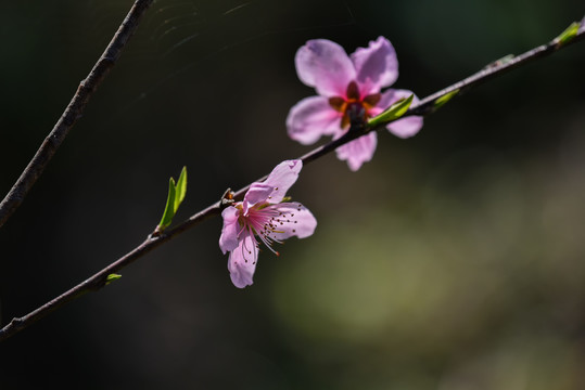 桃花