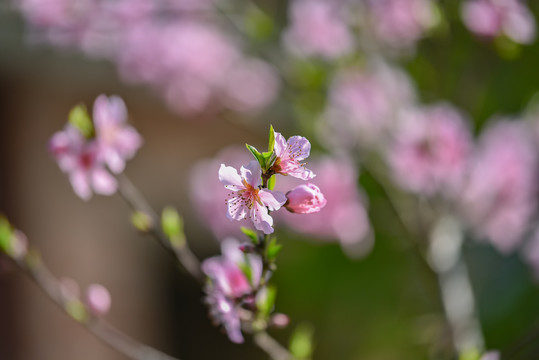 桃花