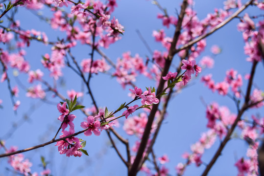 桃花