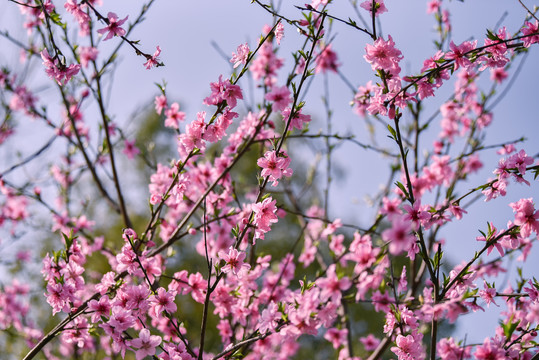 桃花