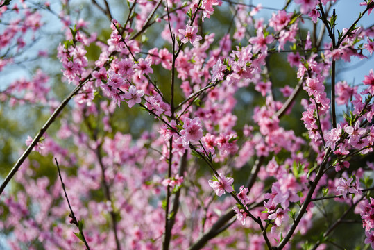 桃花