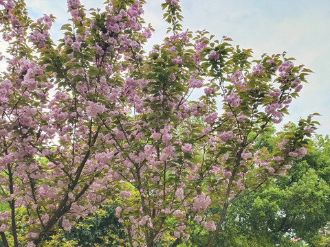 樱花树与樱花