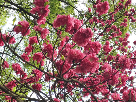 深红色桃花绯桃