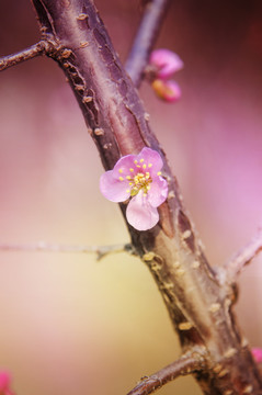 桃花