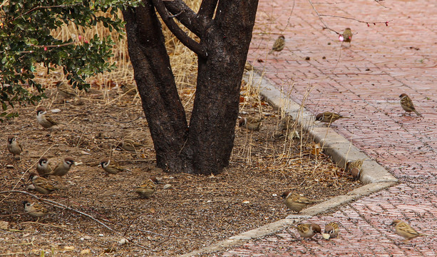 一群在树下觅食的麻雀