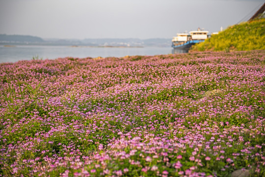 苕籽花