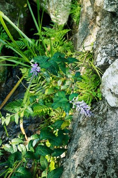 密蒙花