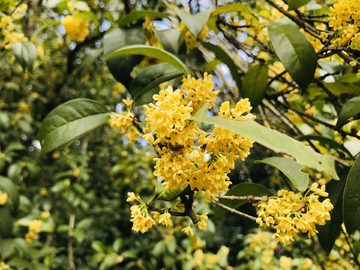 桂花
