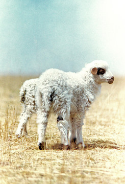 羊宝宝