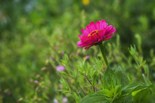 百日菊