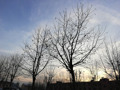 蓝天下的树木