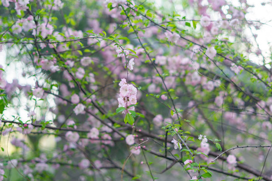 春暖花开
