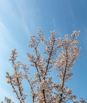 樱花树