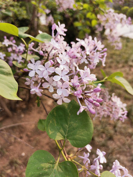 丁香花