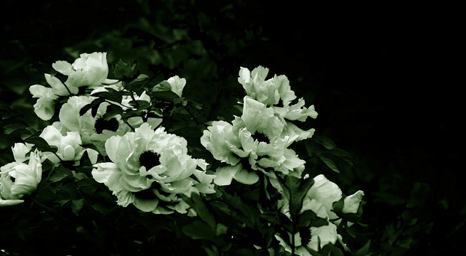 黑白牡丹花