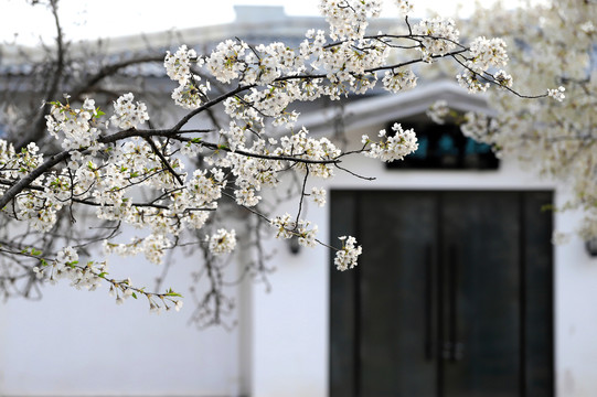 住宅前的白色樱花