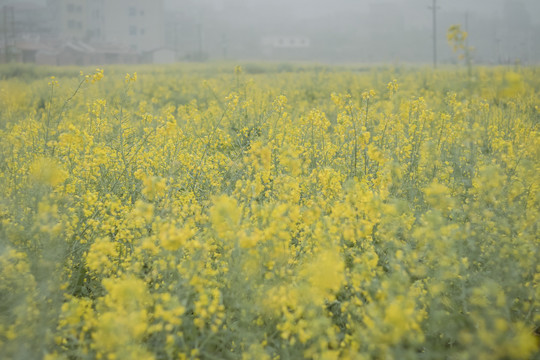 油菜花