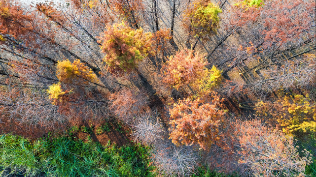 航拍俯瞰秋冬天彩色树林红叶黄叶