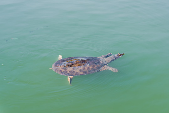 杭州西湖里的野生乌龟