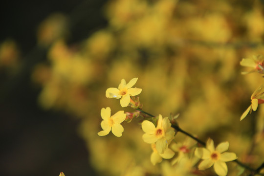 迎春花