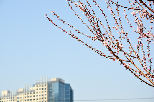 梅花