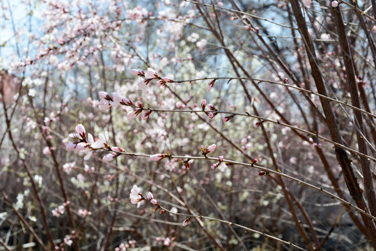 梅花