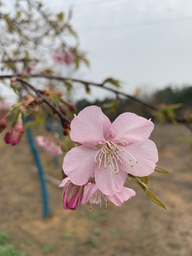 樱花