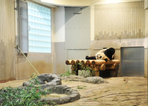 动物园里的大熊猫