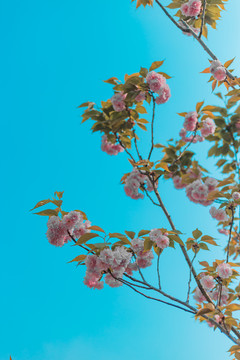 樱花